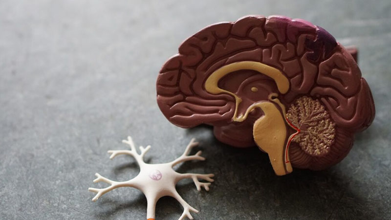 Mengenali Tanda Awal Penyakit Alzheimer: Lebih dari Sekadar Lupa – PAFI Kota Bandar Lampung